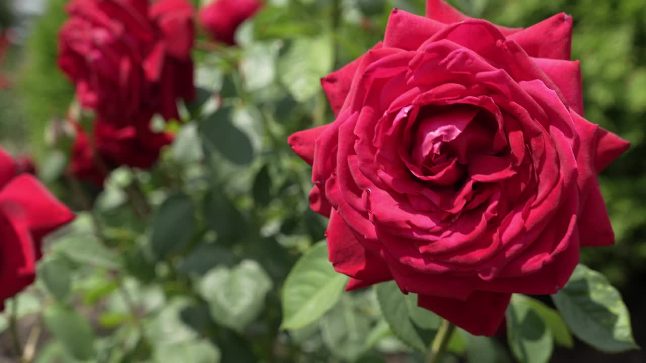 开放的红玫瑰花特写。地被植物或杂交茶红玫瑰。视频素材