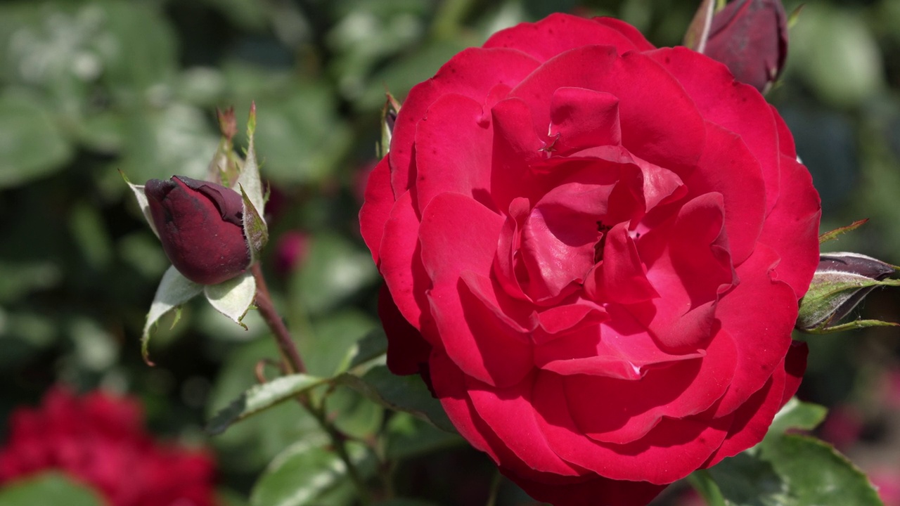 开放的红玫瑰花特写。地被植物或杂交茶红玫瑰。视频素材