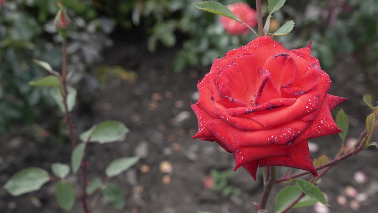 开放的红玫瑰花特写。视频素材