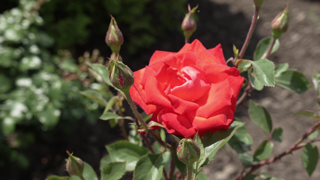 小的闭合的玫瑰花蕾在一个模糊的粉红色玫瑰花的背景。视频素材
