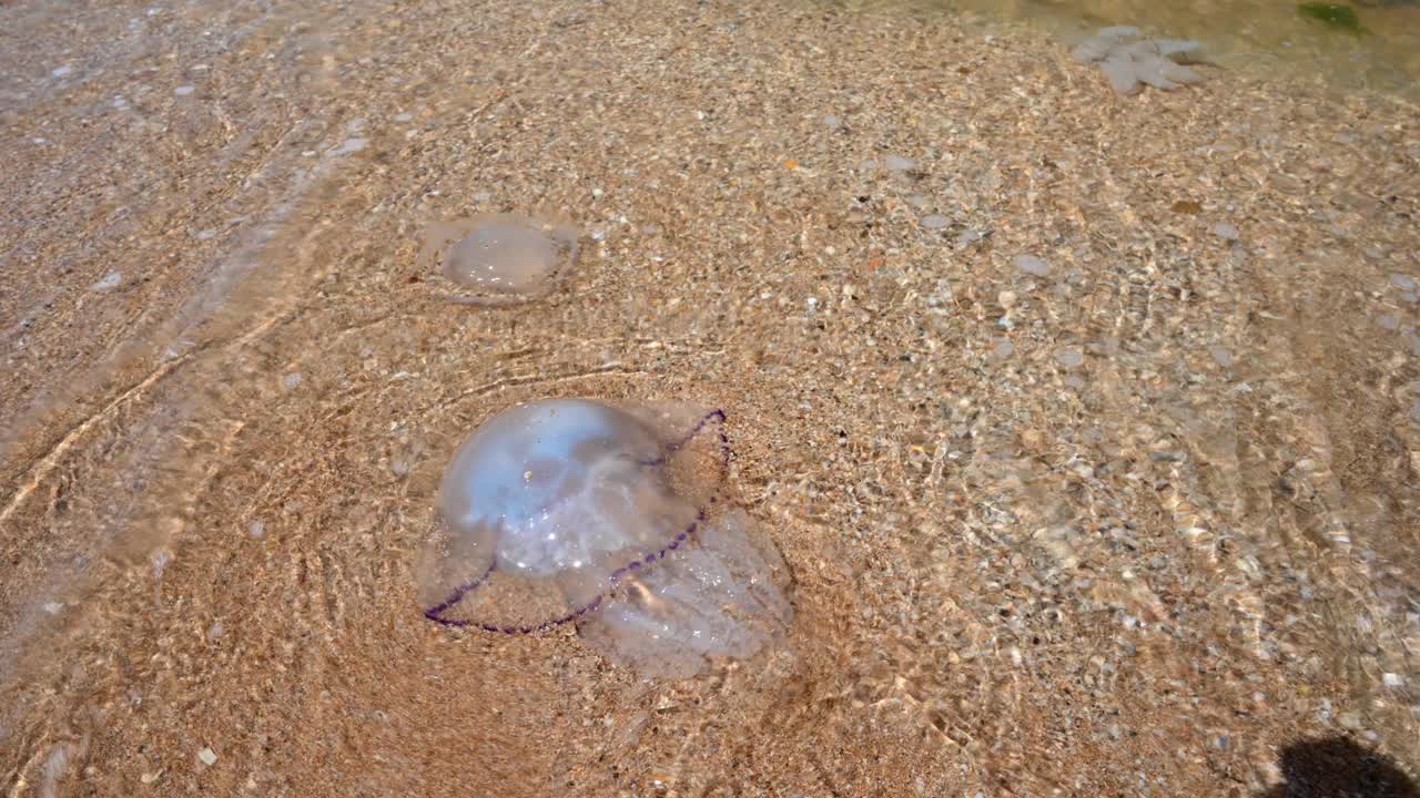 亚速海岸边的巨大水母。俯视图，特写视频素材