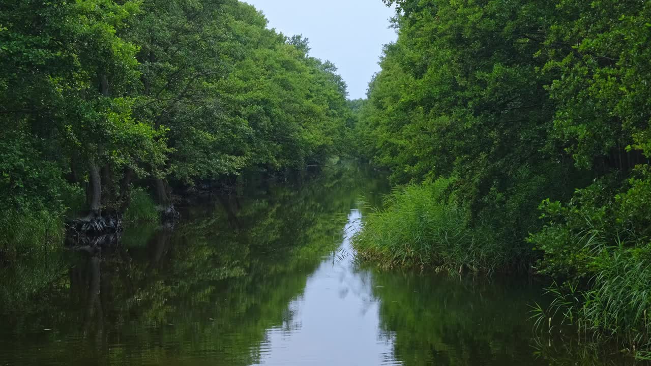 平静的河流，河岸上低垂的树枝视频素材