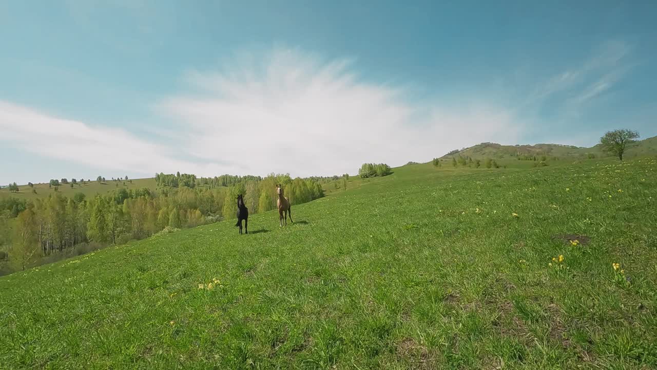 浅色和深色皮毛的骏马站在绿色的山上视频素材