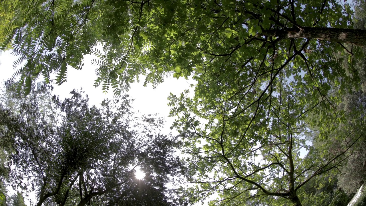 自然树木和树叶视频素材