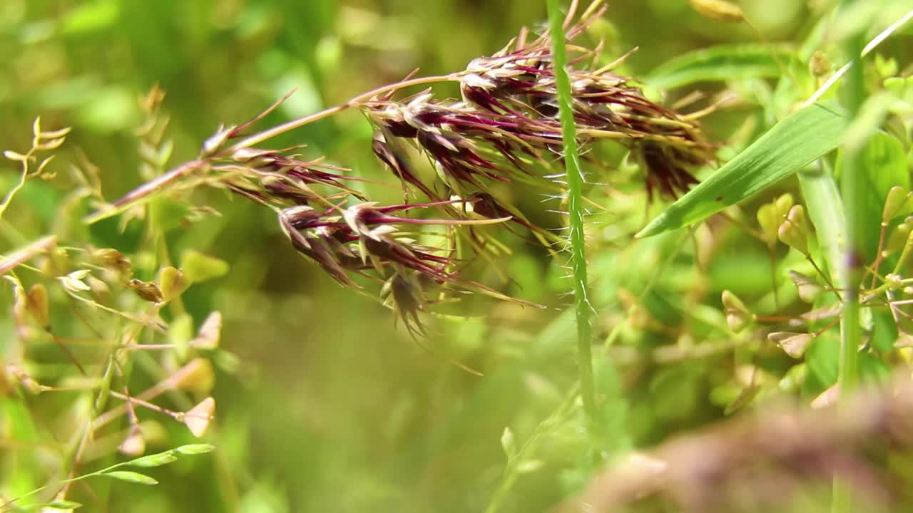 在乌克兰第聂伯罗市的夏天，草地上的绿草在风中，在阳光下，绿草视频素材