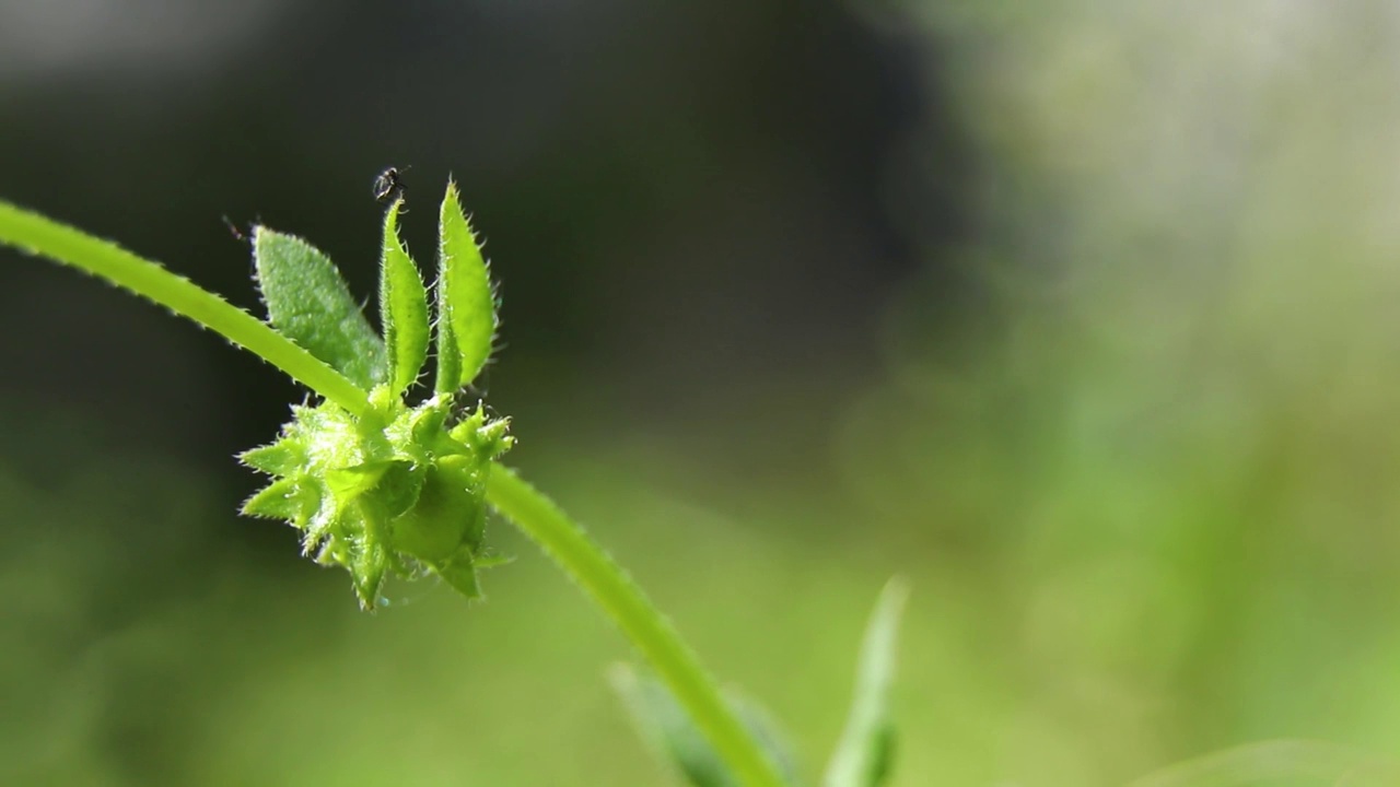 在乌克兰第聂伯罗市的夏天，草地上的绿草在风中，在阳光下，绿草视频素材