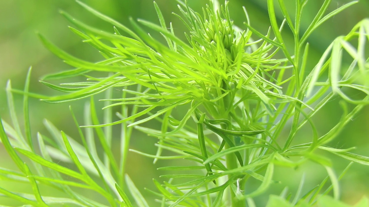 在乌克兰第聂伯罗市的夏天，草地上的绿草在风中，在阳光下，绿草视频素材