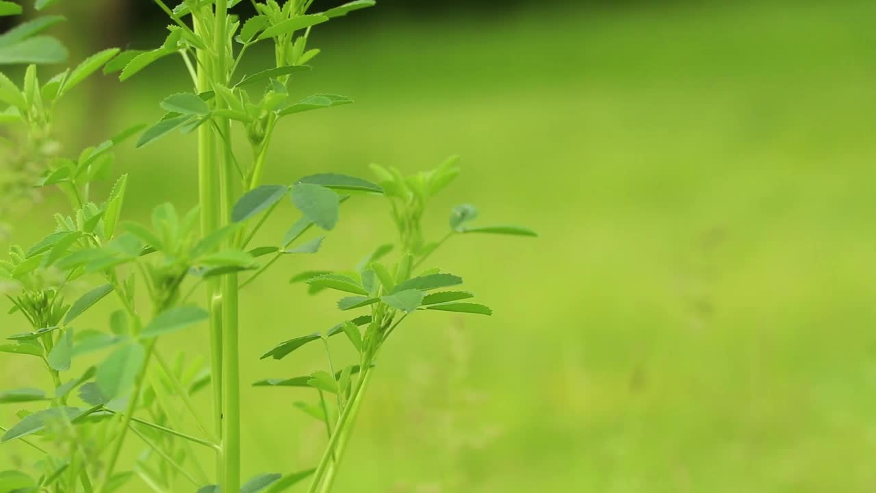 春天田野里的绿草在阳光下，大自然视频素材