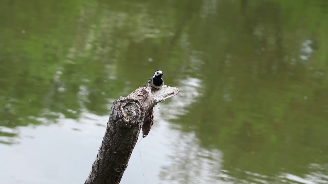 夏天，乌克兰靠近水的树枝上的白毛鼠鸟特写视频素材