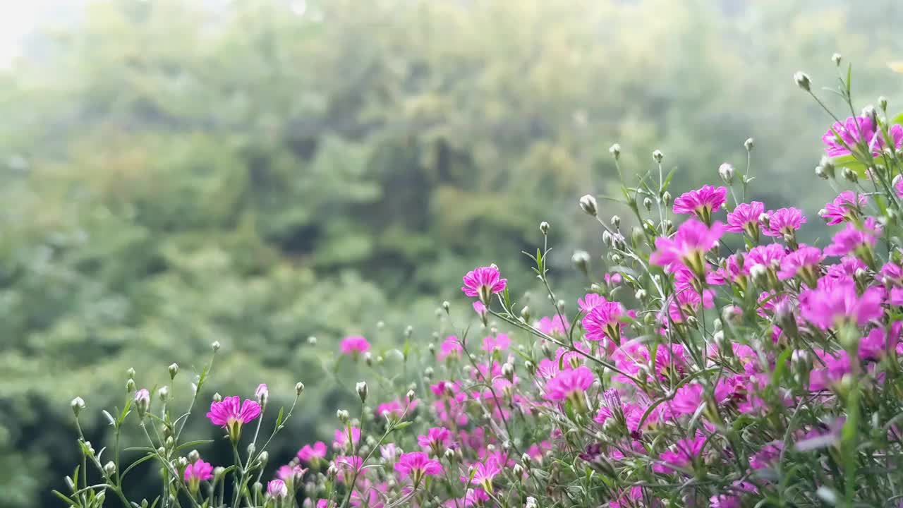 家庭花园，植物护理。阳台上的花视频下载