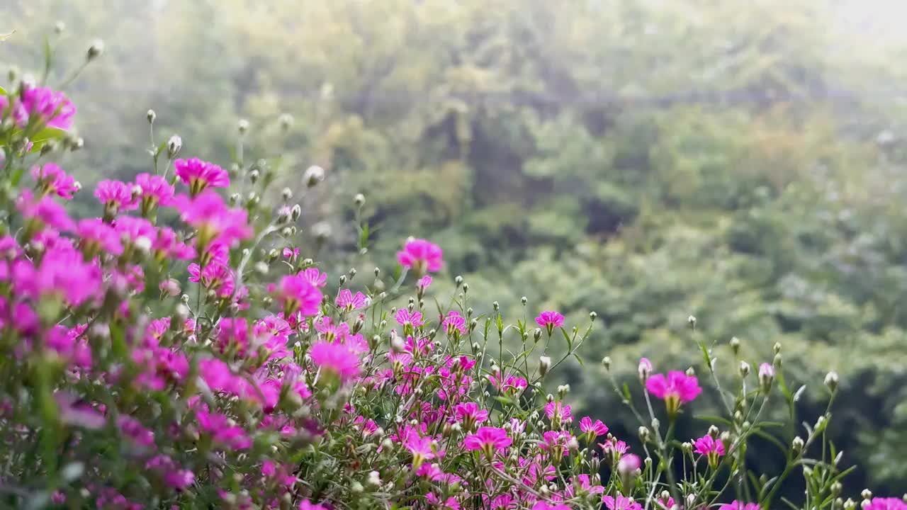 家庭花园，植物护理。阳台上的花视频下载