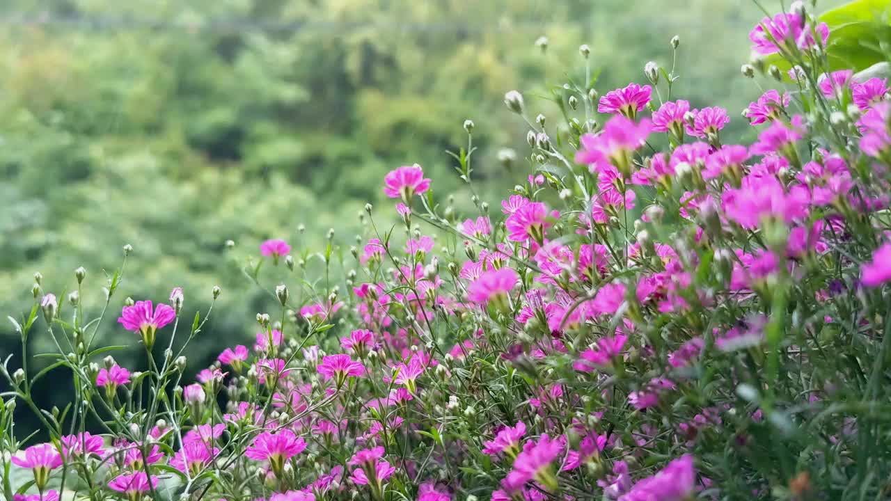 家庭花园，植物护理。阳台上的花视频素材