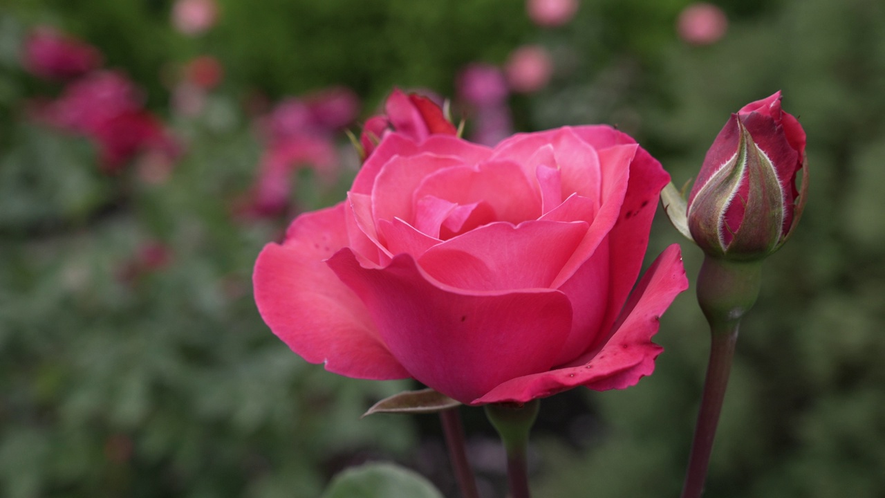 一朵鲜红色玫瑰美丽的开放花蕾，小花蕾在风中摇曳。视频素材