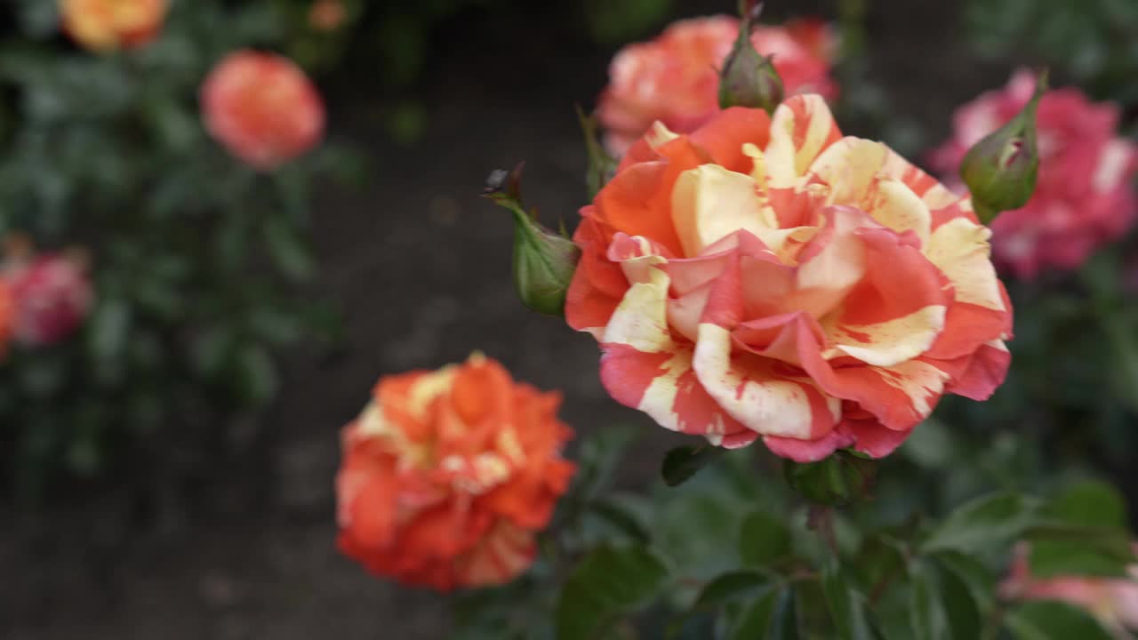 在一个阳光明媚的日子里，一朵明亮的黄橙色玫瑰花在风中摇曳。视频素材