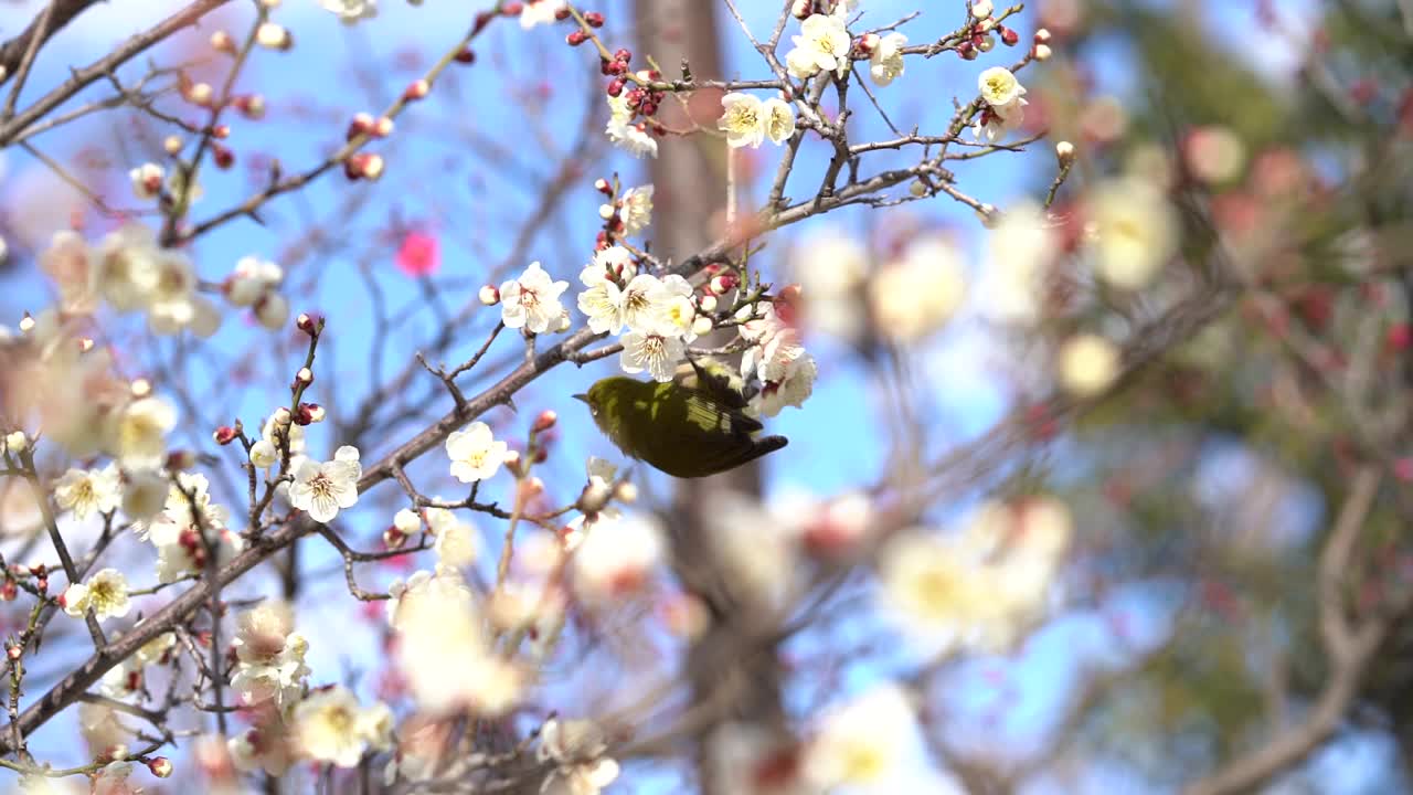 一只白眼鸟和一些花视频下载