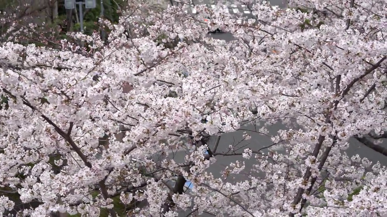 樱花在东京大崎市中心盛开视频素材