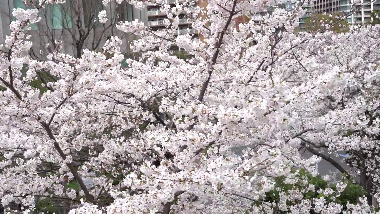 樱花在东京大崎市中心盛开视频素材