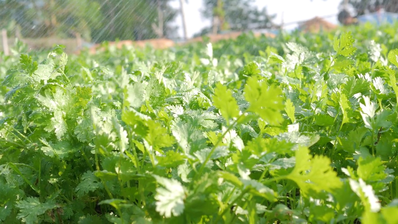 在后院蔬菜地里给香菜浇水。视频下载