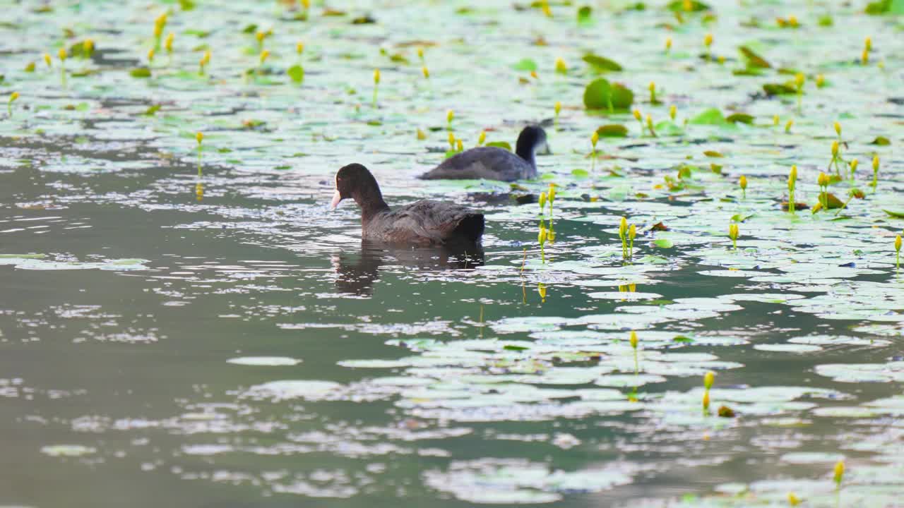 欧亚白骨顶(Fulica atra)股票视频视频素材