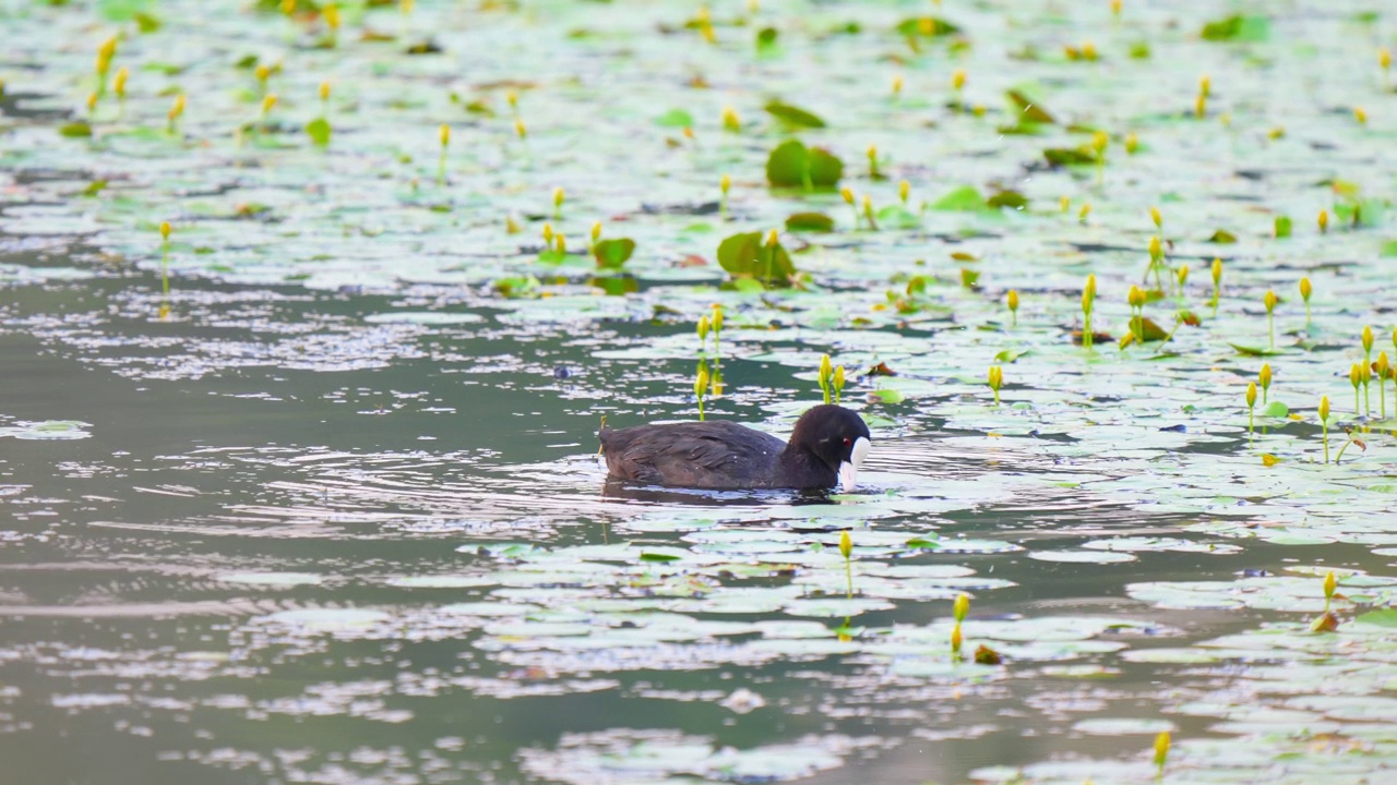 欧亚白骨顶(Fulica atra)股票视频视频素材