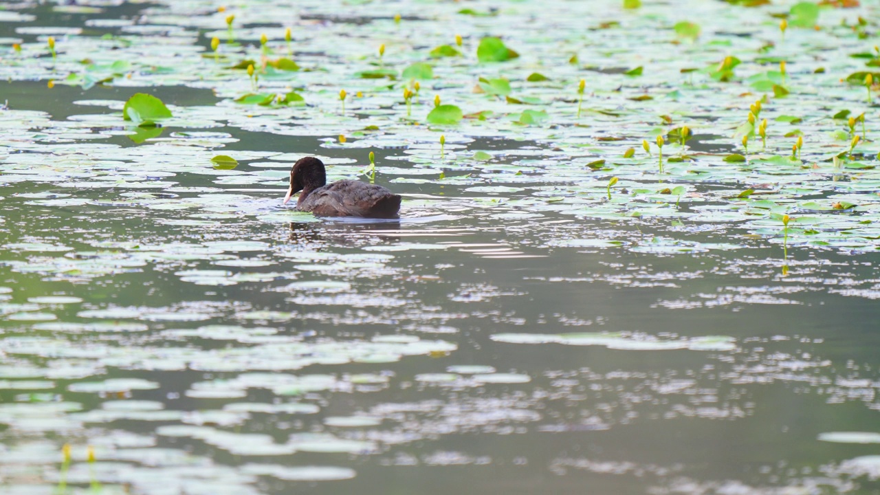 欧亚白骨顶(Fulica atra)股票视频视频素材