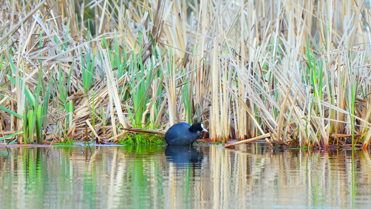 欧亚白骨顶(Fulica atra)股票视频视频素材