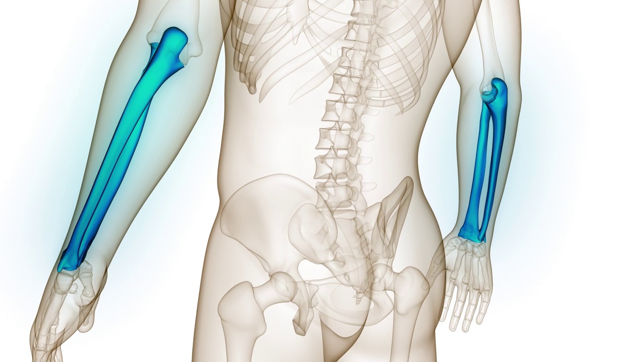 人体骨骼系统桡骨和尺骨关节解剖动画概念视频素材