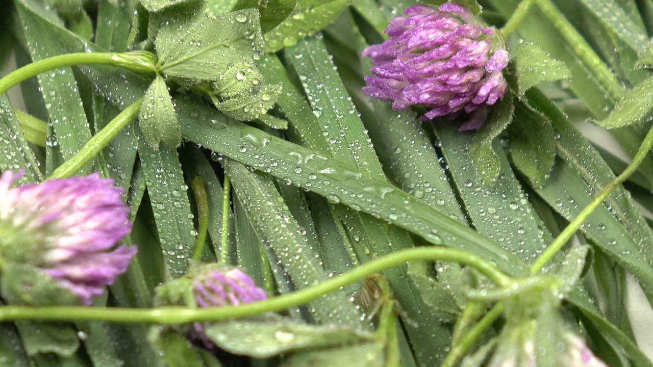 草本背景的绿色沙发草和三叶草花视频素材