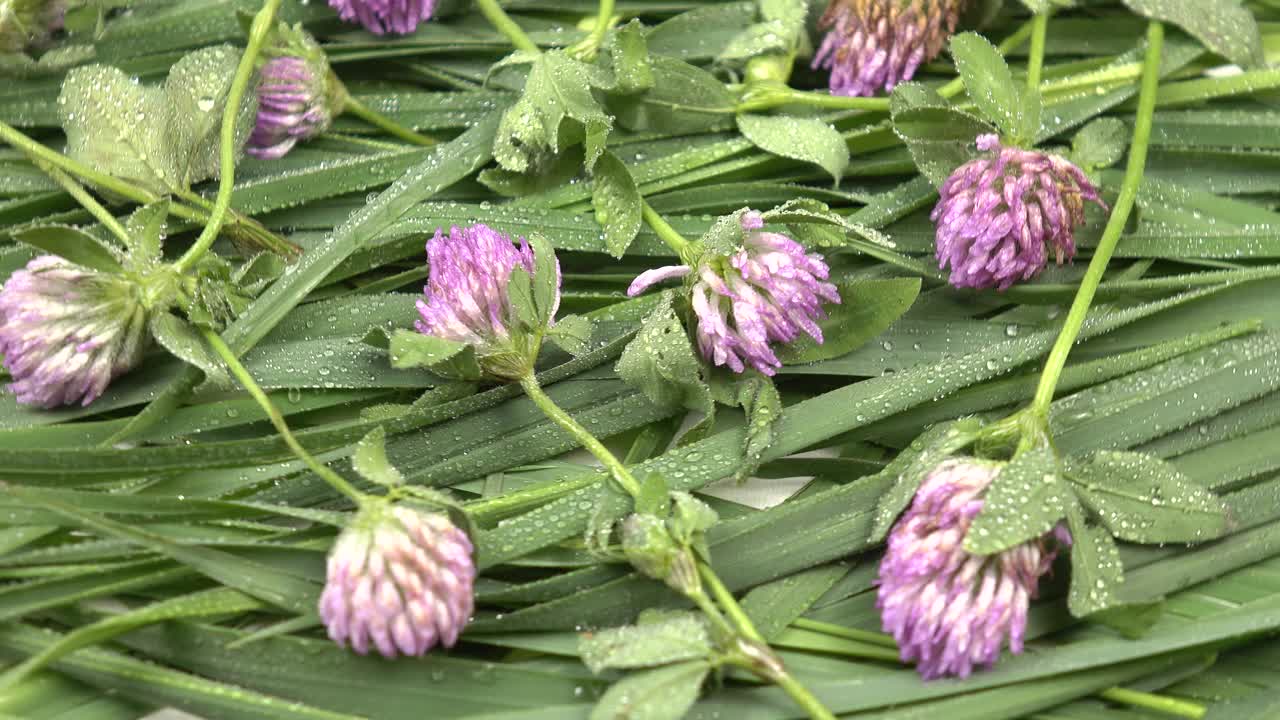 草本背景的绿色沙发草和三叶草花视频素材