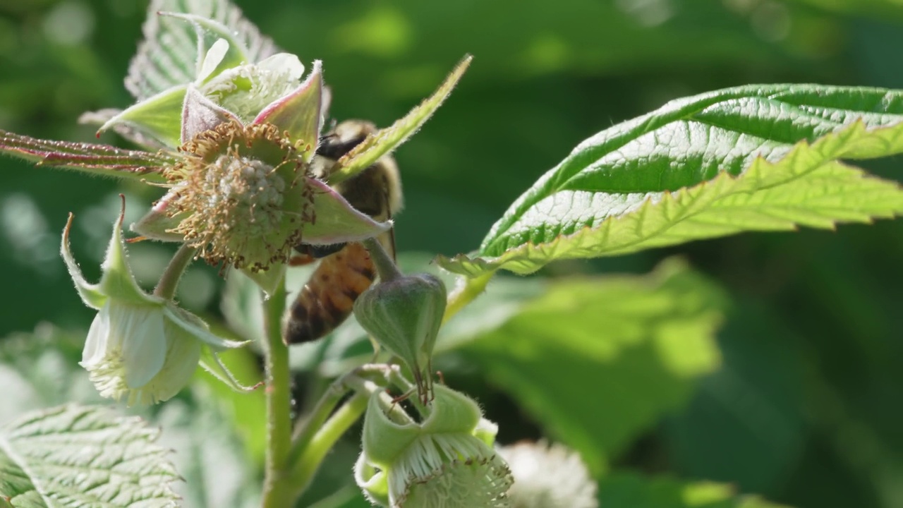 特写镜头。蜜蜂给树莓花授粉。视频素材