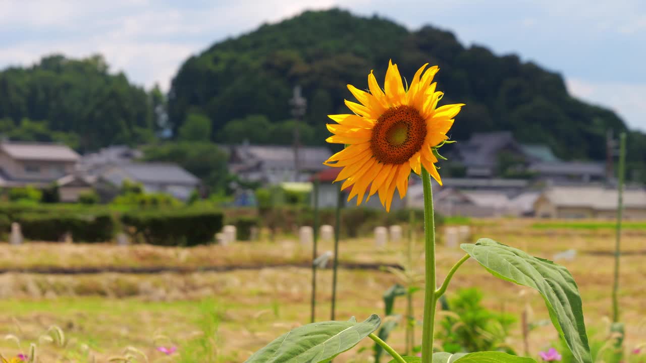 盛放的向日葵，拍摄于夏天视频素材