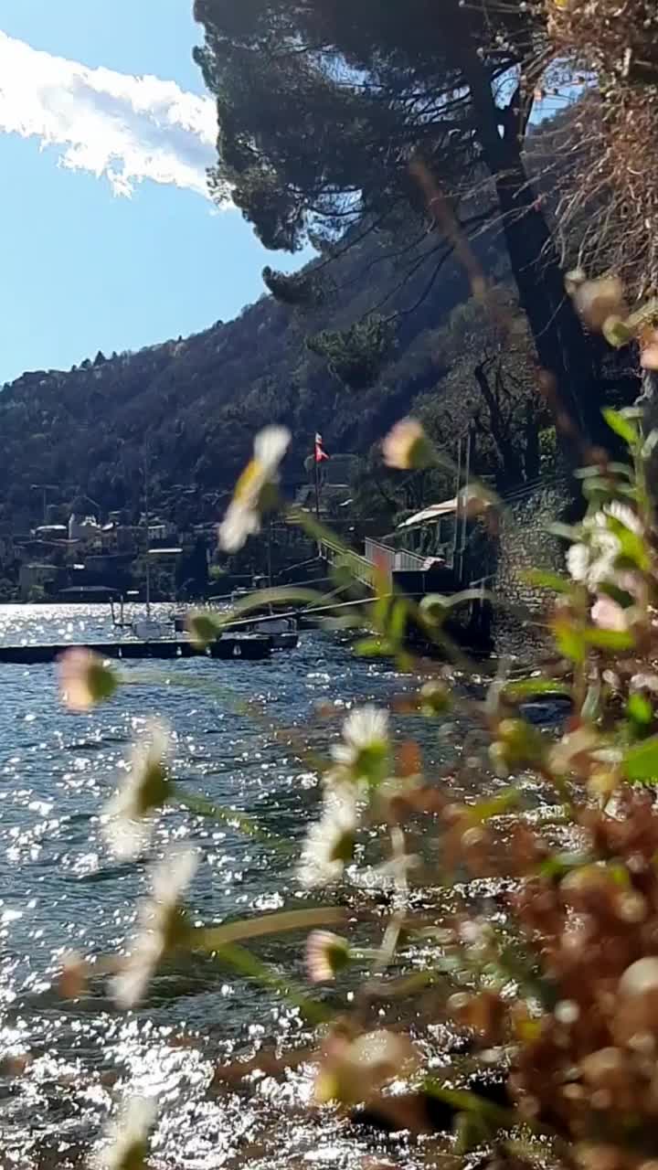 平静的海岸线景色与温柔的水和花。视频下载