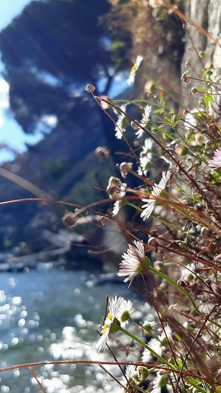 温柔平静的场景，小花儿在风中轻轻摇摆视频素材