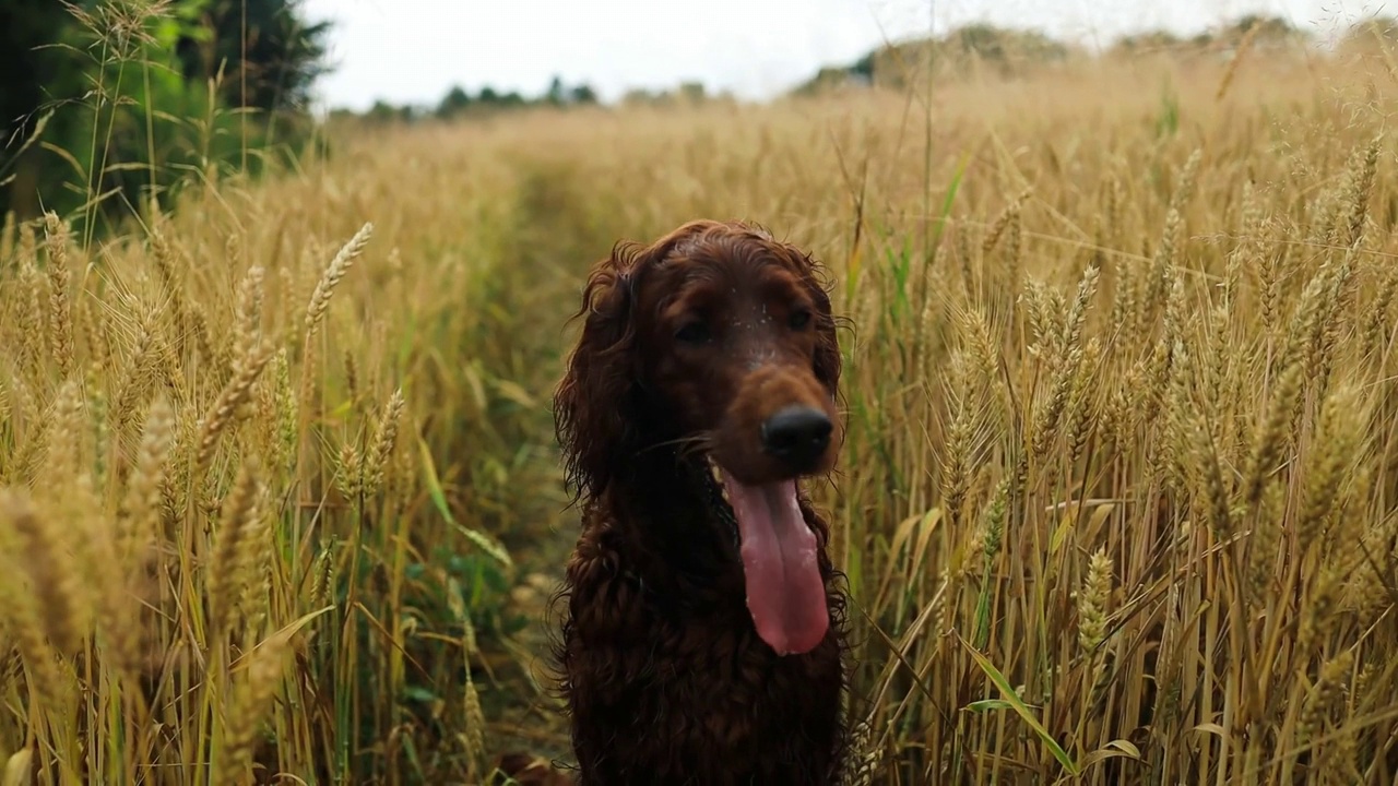 一只爱尔兰塞特犬在麦田里伸着舌头，喘着粗气，在树叶上奔跑，夕阳的散景背景。高质量的全高清镜头视频素材