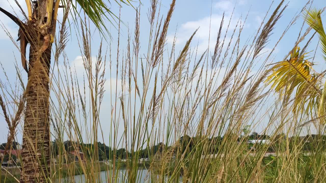 黄草的花朵被风和夕阳吹起。背景是湖。视频素材