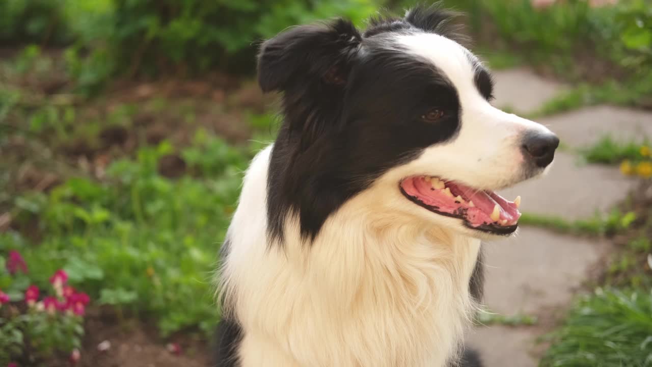 户外肖像可爱的微笑小狗边境牧羊犬坐在公园的背景。在阳光明媚的夏日里，小狗的脸很有趣。宠物护理和有趣的动物生活理念。视频素材