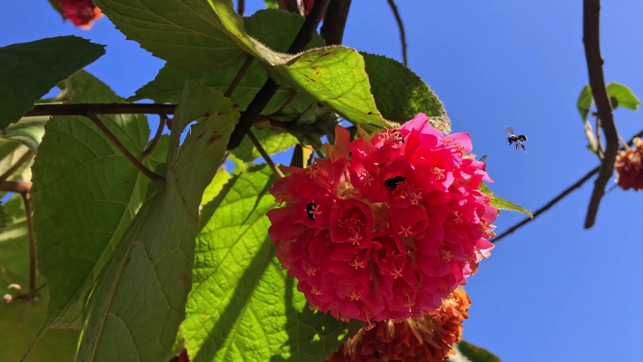 蜜蜂在花中授粉视频素材