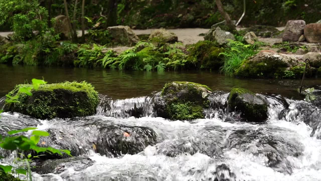 京都流视频下载