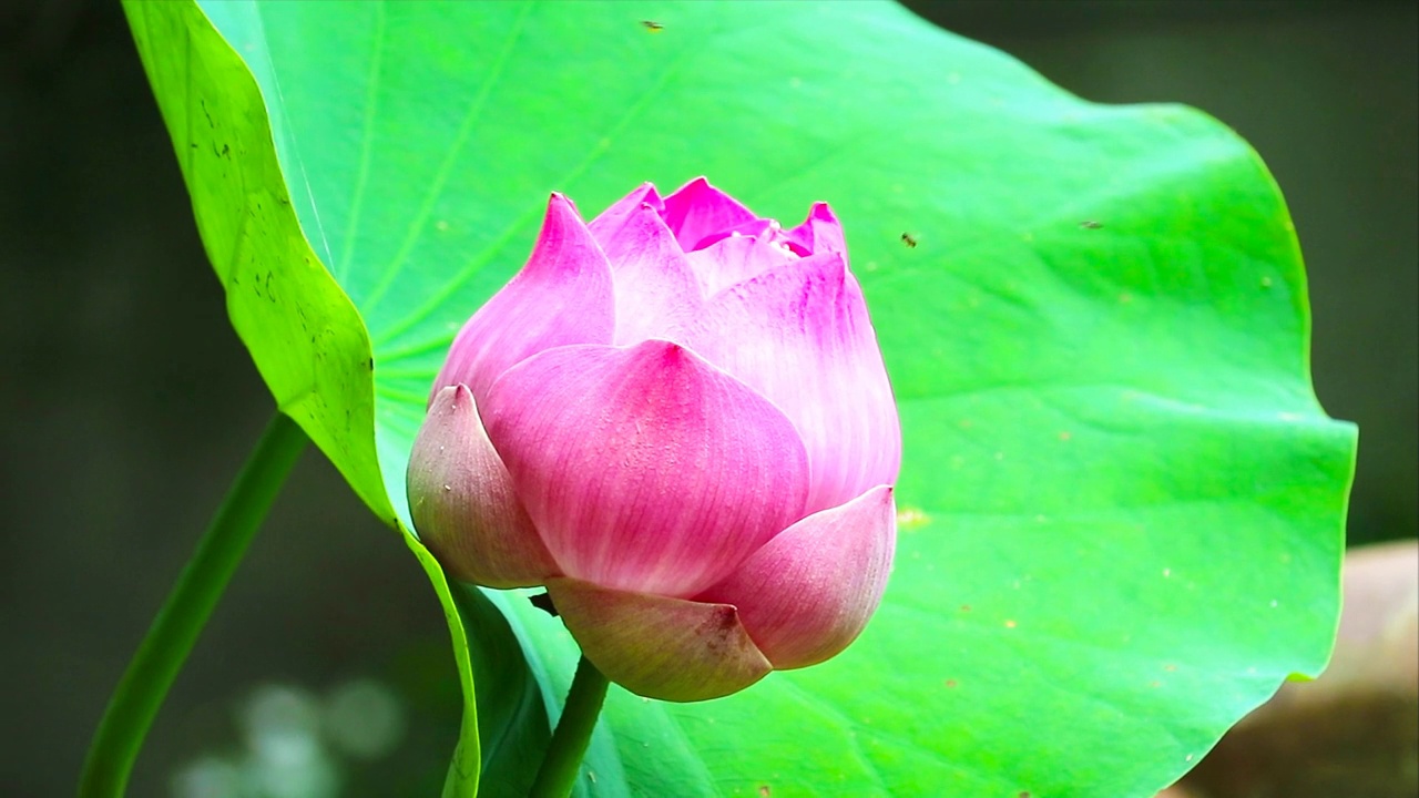 粉红色的荷花和绿色的垫子在柔和的风中摇摆，模糊的反射沼泽的背景视频素材