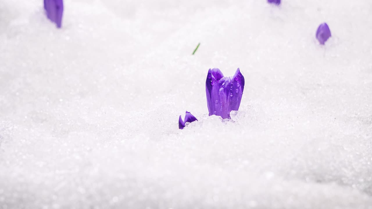 冰雪融化，藏红花在绿色的春天快速绽放视频素材