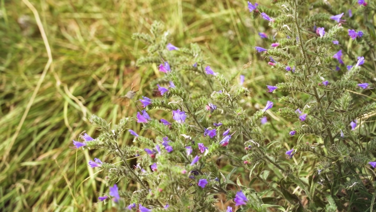 伽利姆·斯芬克斯采集花蜜视频素材