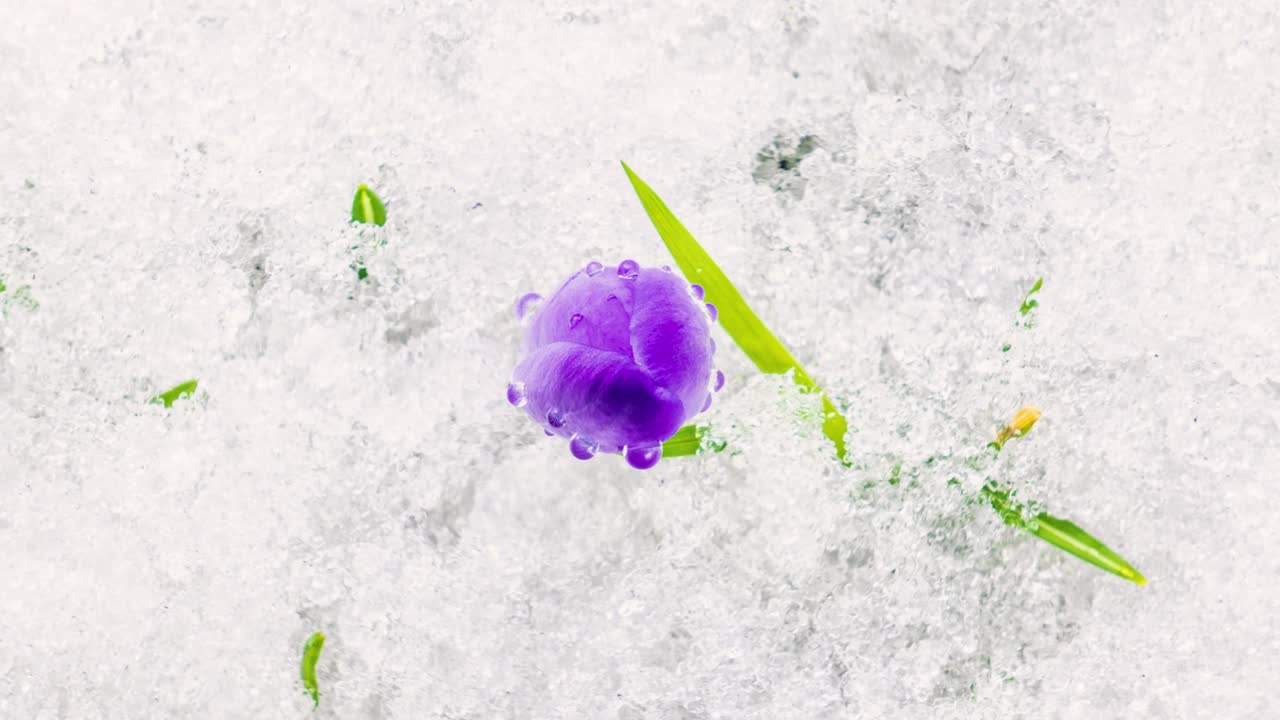 春光明媚的草地上，番红花盛开，雪水融化视频素材