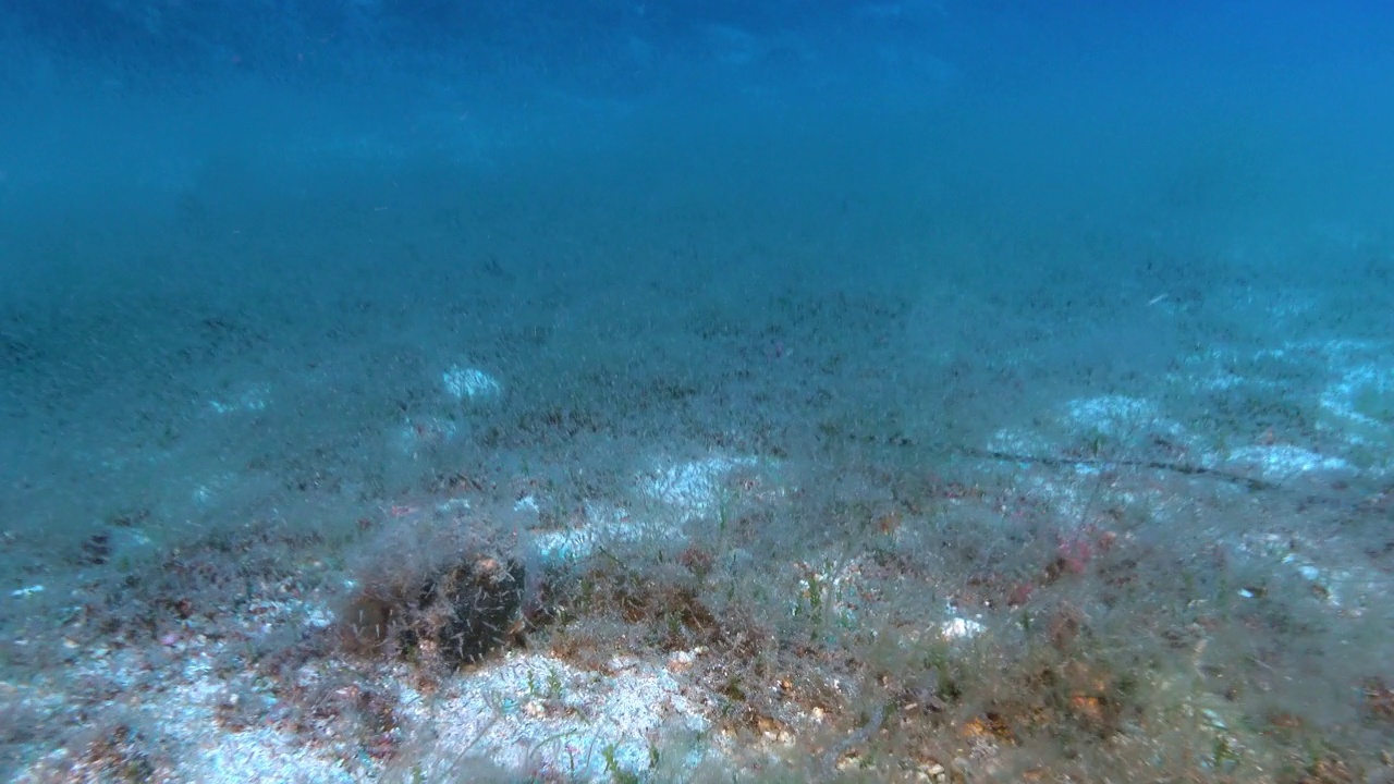 深海——海底的磷虾云视频素材