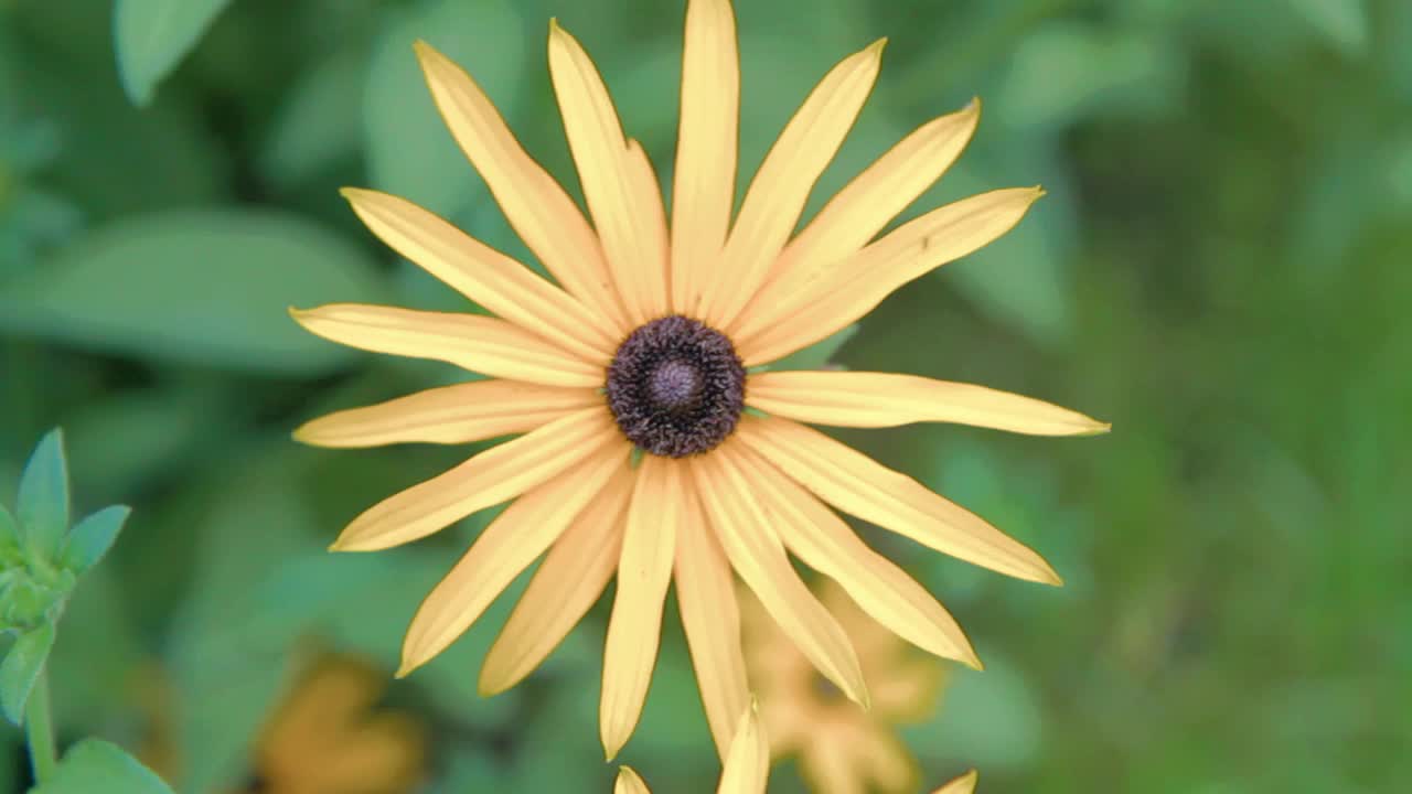 黄色的芦花视频素材