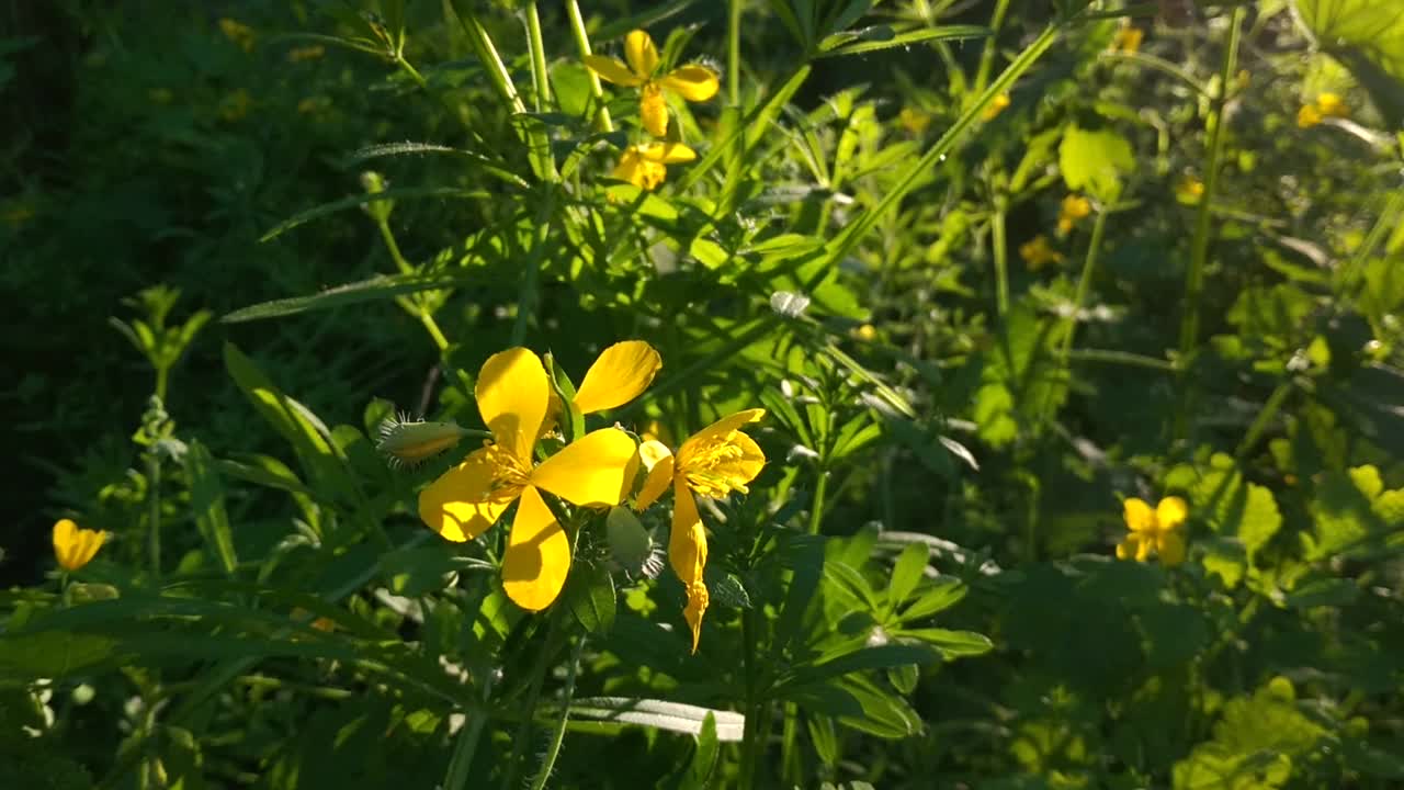 美丽的白屈菜盛开与精致的黄色花瓣在阳光下视频素材
