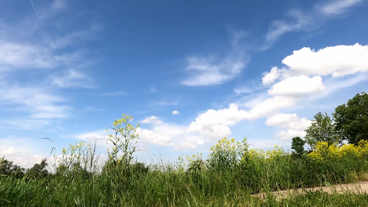 画面显示了一条土路，蓝色的天空下有震动的绿色田野和黄色的花朵视频素材