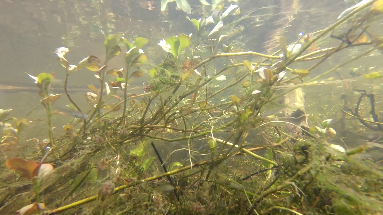 水下植物视频素材