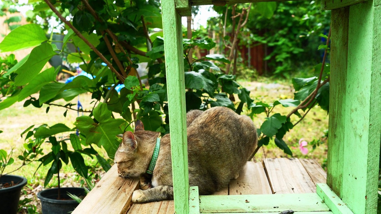 花斑猫在花园里一个绿色的木盒旁休息视频下载