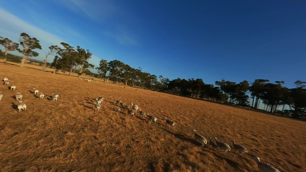 绵羊在田野里成群结队地奔跑视频素材