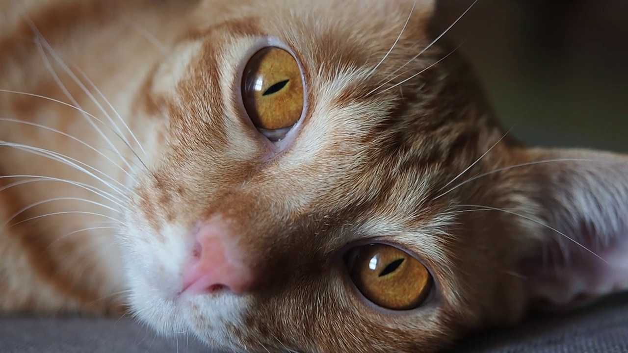 特写猫的脸大眼睛黄色与折射光影，特写猫的眼睛看窗户视频素材